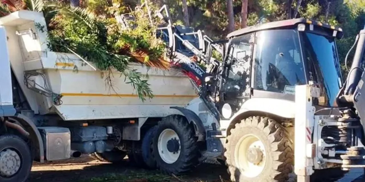 Samsun’da ağaçlara estetik müdahale!