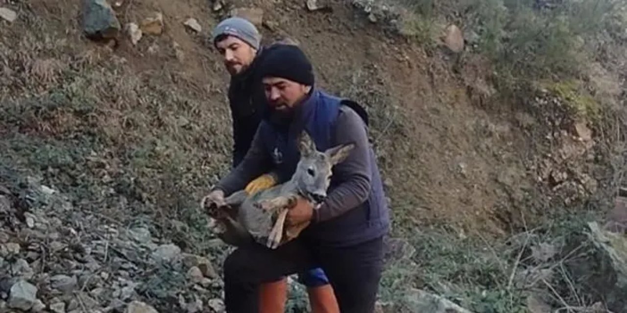 Gümüşhane’de alabalık havuzuna düşen geyiğin yardımına koştular