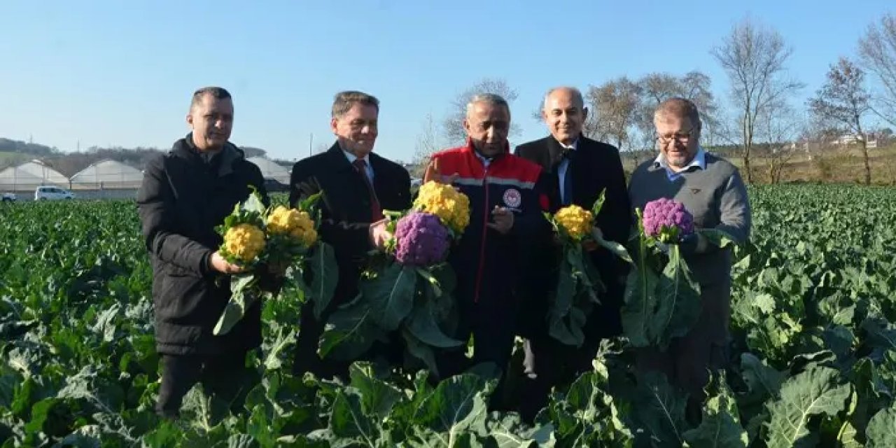 Samsun’da rengarenk karnabahar tarlasında hasat başladı!