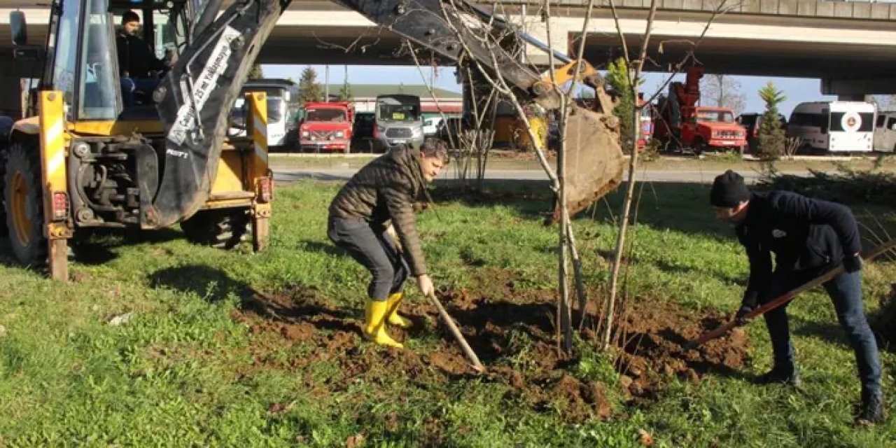 Giresun’da kavşaklara fındık ağaçlı süsleme!