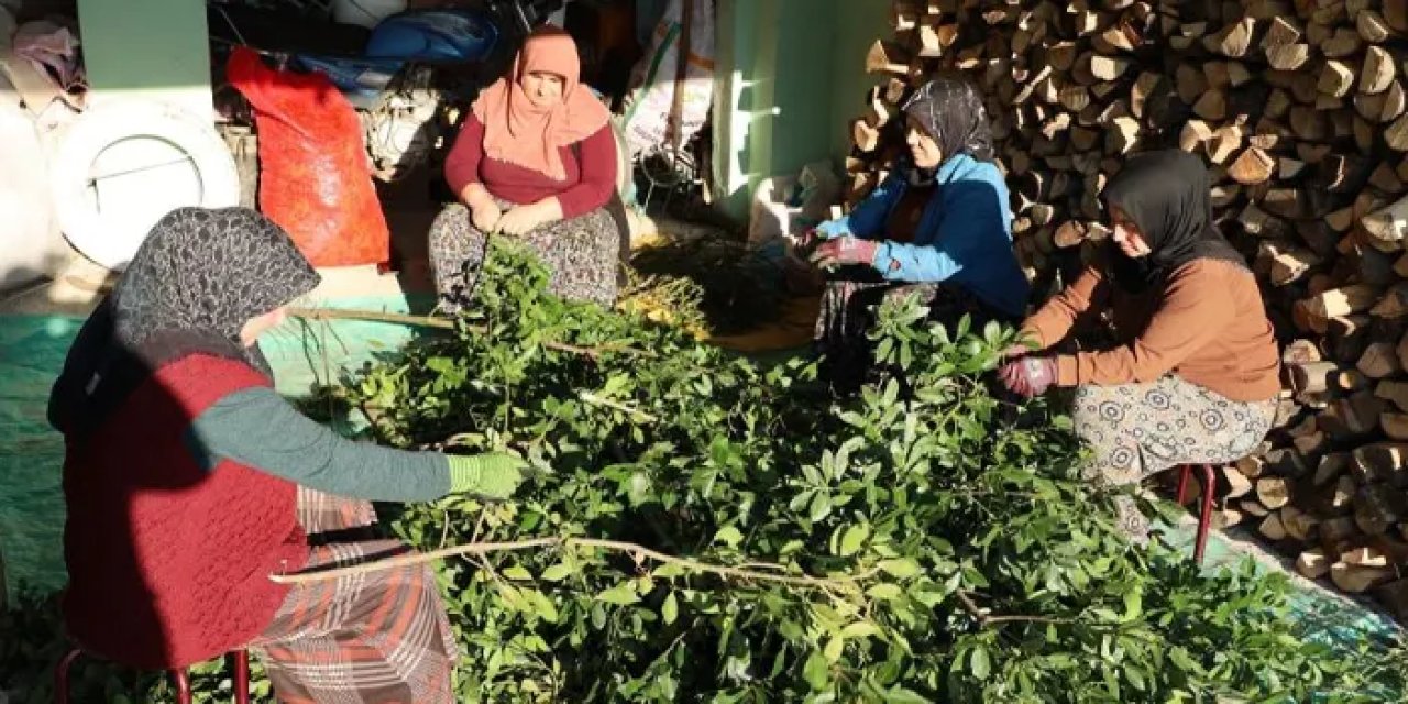 Samsun’da yeni gelir kapısı! Defne yaprağı ekonomiye katkıda bulundu