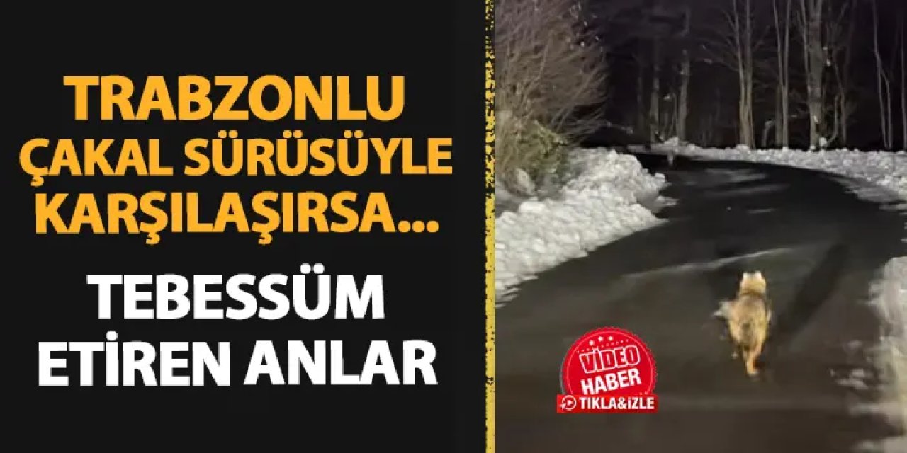 Trabzonlu çakal sürüsü ile karşılaşırsa! Tebessüm ettiren anlar...