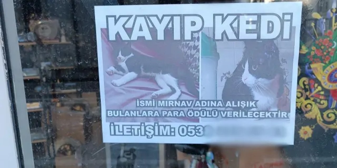 Samsun’da kayıp kediyi buluna ödül!