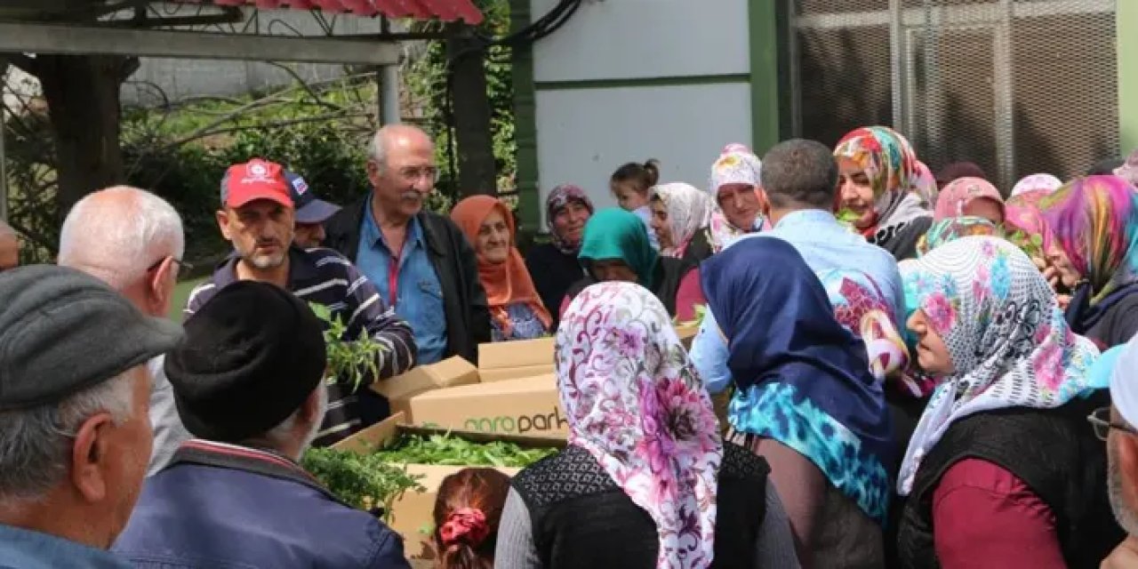 Samsun’da çiftçiye 30 bin sebze fidesi ve tohum desteği