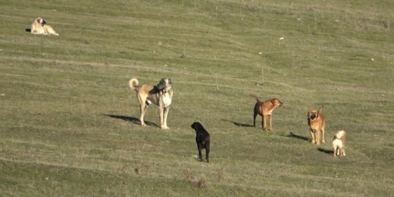 Samsun’da başıboş köpek sorunu: Mahalle halkı tedirgin!