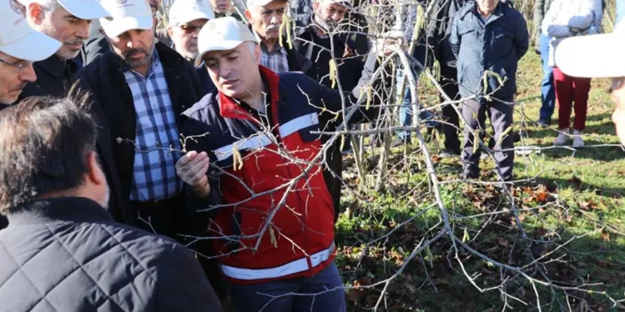 Samsun’da fındık budama yarışması düzenlendi