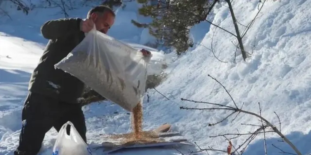 Artvin’de yaban hayvanları kış şartlarında yalnız bırakılmadı