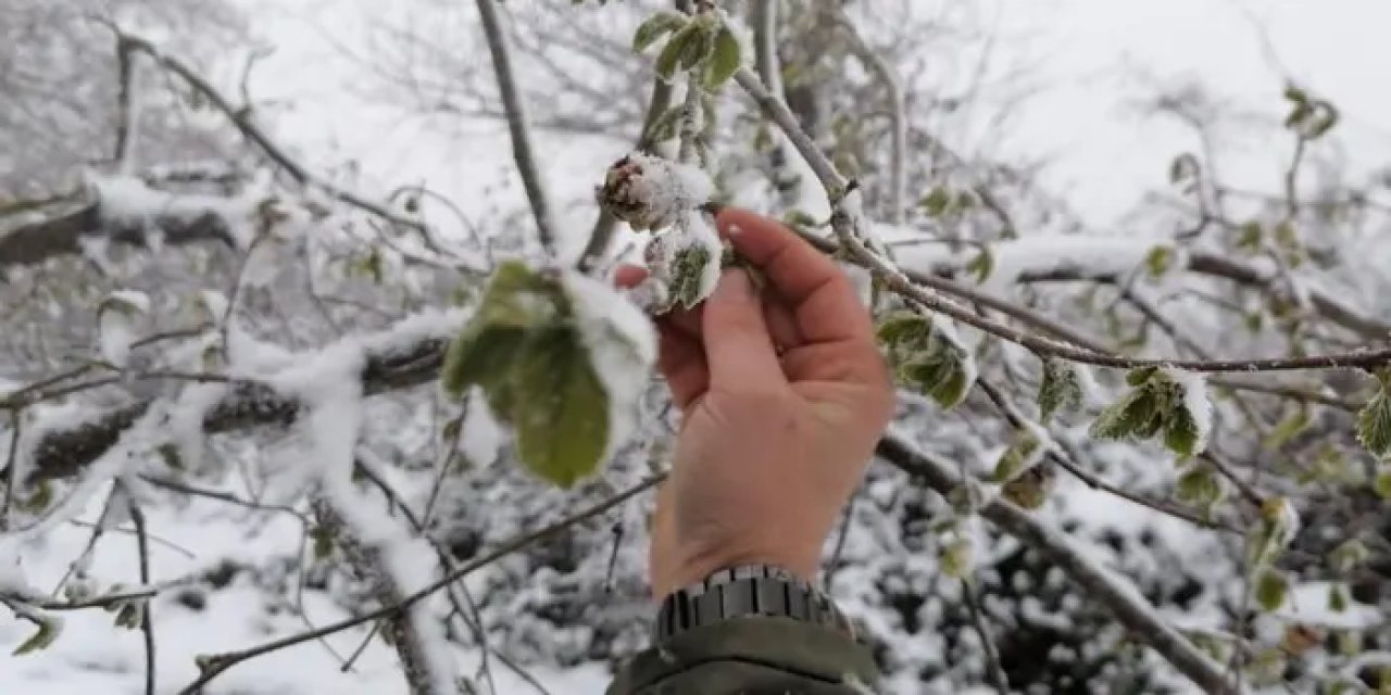 Giresun’da nisan ayında yağan kar fındığı vurdu!