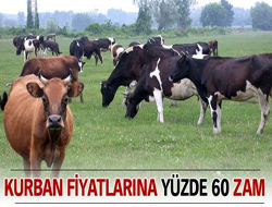 Kurban fiyatlarına yüzde 60 zam