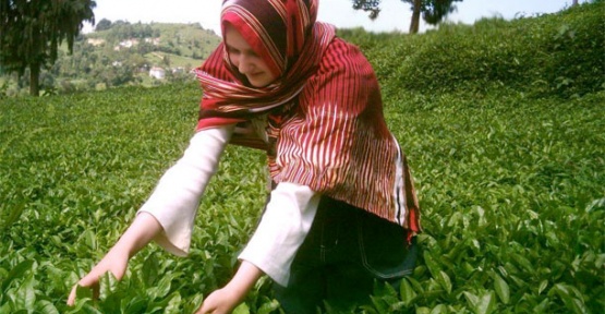 Çay bahçeleri sonbaharını yaşıyor