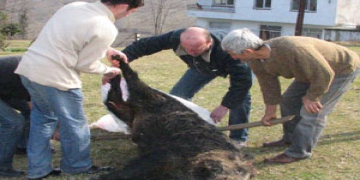 Giresun Espiye'de domuz avı