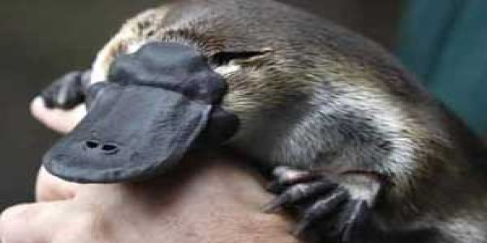 Platypus'un gen haritası çıkarıldı