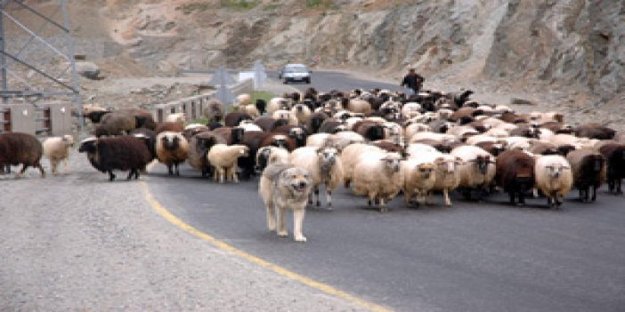 Yaylacılar yayla yolunda