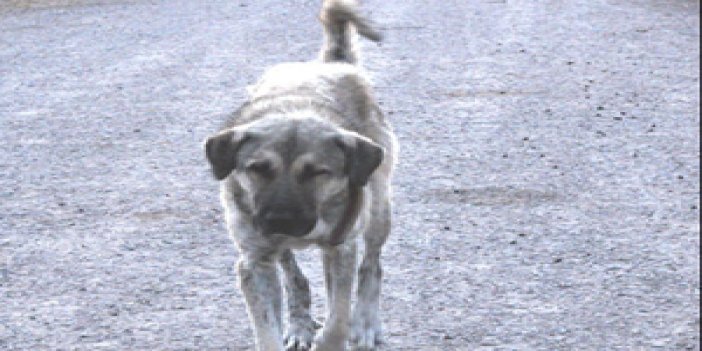 Kene ve Köpek korkusu bıktırdı