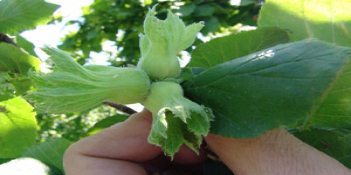 Başkent'te fındık toplantısı