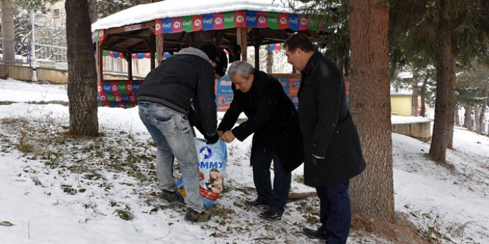 Gümüşhane'de sokak hayvanları unutulmadı