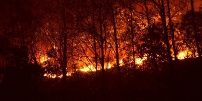 Trabzon Çamburnu Ormanı'na 'Kent ormanı olsun' önerisi