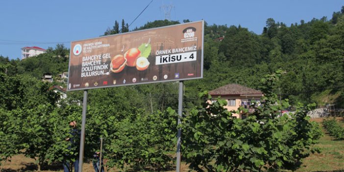 Trabzon’da fındıkta örnek bahçelerde üretim artıyor