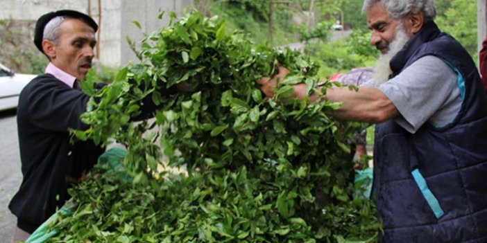 ÇAYKUR'un birinci sürgün yaş çay alımları 