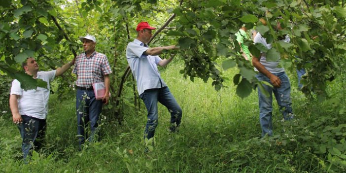 Fındıkta rekolte tahmini bekleniyor - Çalışmalar başladı