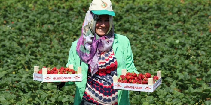 Gümüşhane'de çilek bereketi