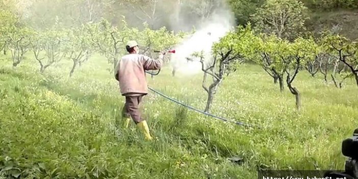  Fındık bahçesini ilaçlarken zehirlendi