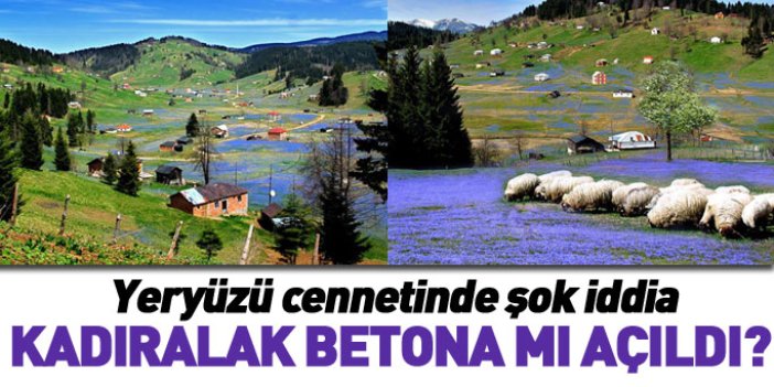 Trabzon'da şok iddia! Kadıralak Yaylası beton mu olacak?