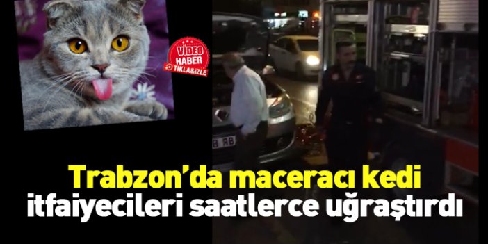 Trabzon'da maceralı kedi kurtarma operasyonu!