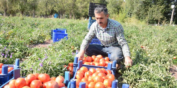 Giresun'da tütün yerine artık bunlar yetiştiriliyor