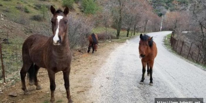 Yılkı atlarını elleriyle beslediler