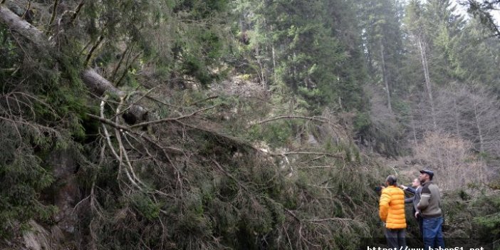 Fırtına ağaçları yıktı geçti - Ordu haberleri