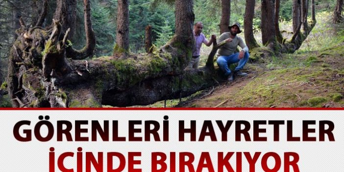 Doğu Karadeniz'deki ağaç görenleri hayretler içinde bırakıyor