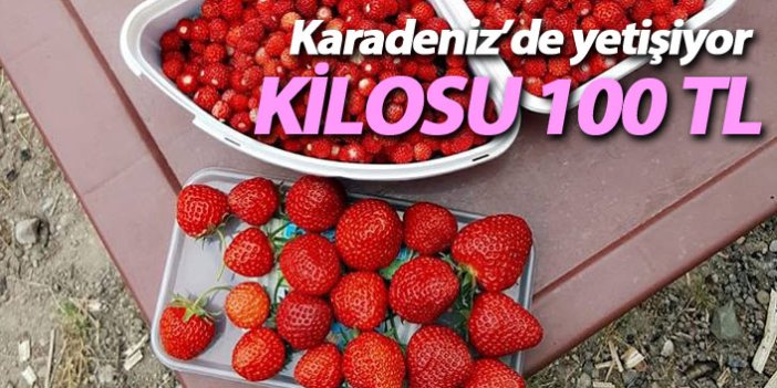 Karadeniz'de yetişen bu çileğin kilosu 100 TL 