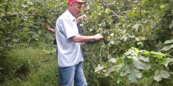 Fındıkta rekolte çalışması tamamlandı