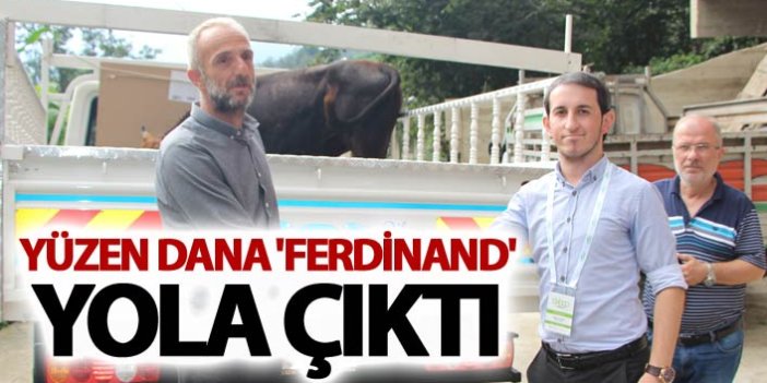 Yüzen dana 'Ferdinand' yola çıktı