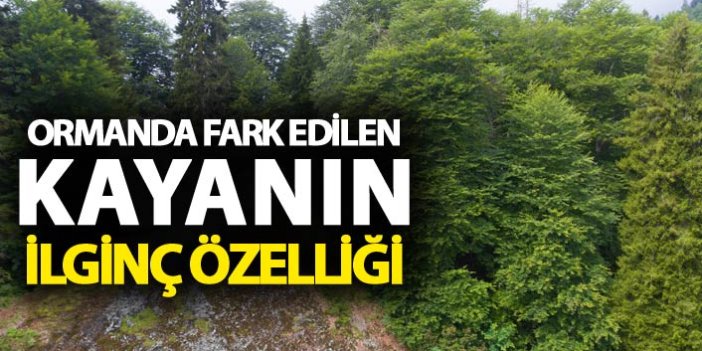 Ormanda fark edilen kayanın ilginç özelliği - İlgi görüyor