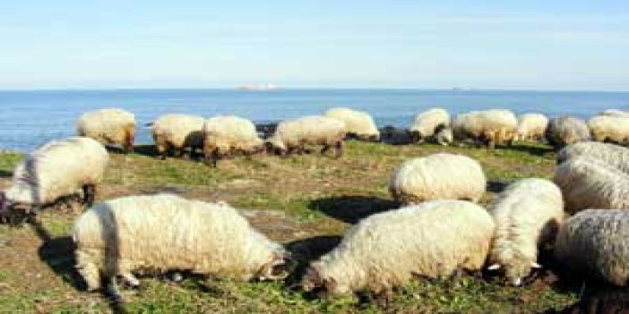 Çobanlığın kendine göre sırrı var