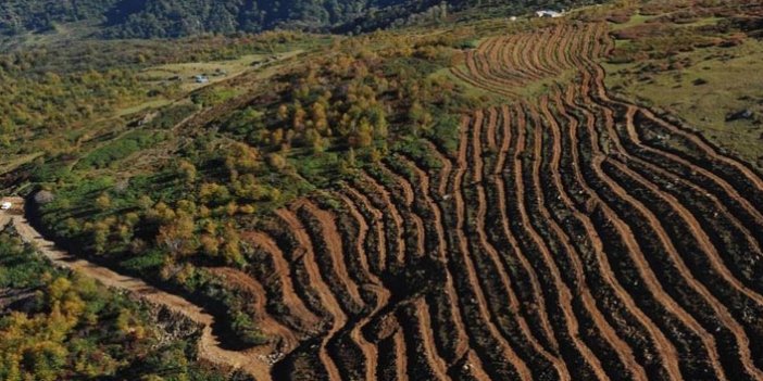 Ordu'ya 15 yılda 20 milyon fidan dikildi