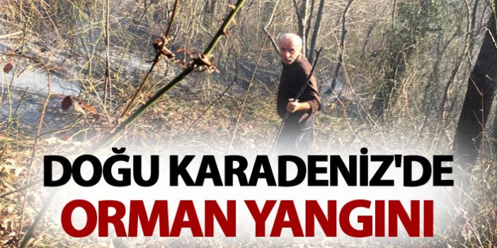 Doğu Karadeniz'de orman yangını