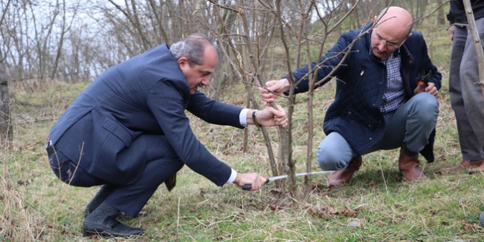 Fındıkta verimi artırmak için proje yapıldı