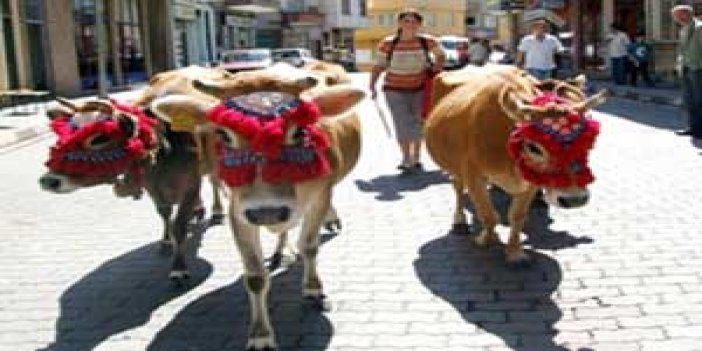 Karadeniz'de yaylalara göç