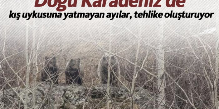 Doğu Karadeniz'de kış uykusuna yatmayan ayılar, tehlike oluşturuyor