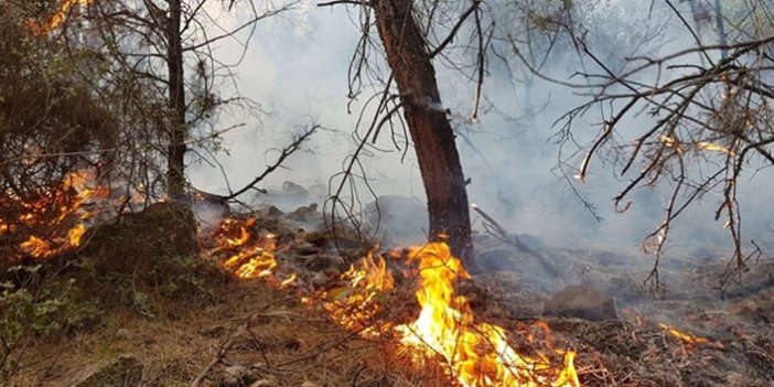 Karabük'teki orman yangınına gözaltı