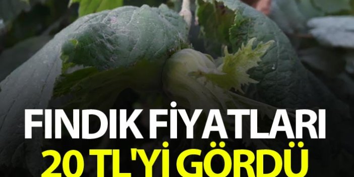 Yeni sezon öncesi Fındık Fiyatları 20 TL'yi gördü