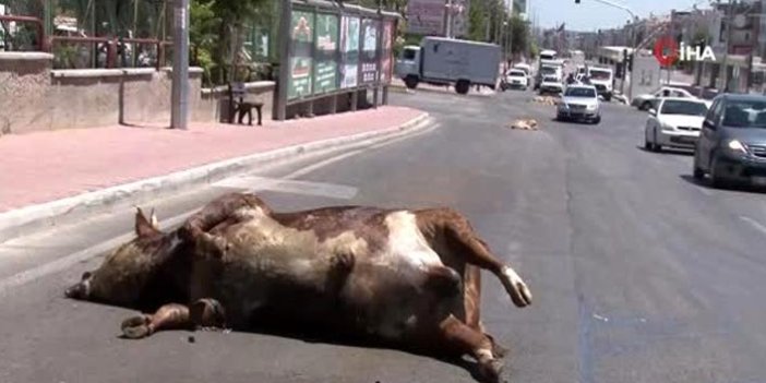 Kurbanlıklardan artakalanlar, TIR'dan caddeye döküldü