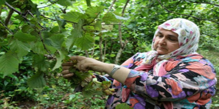 Trabzon'da fındık toplama vakti