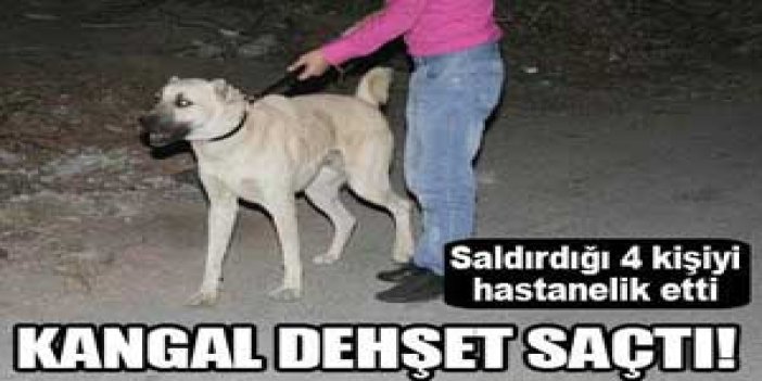 Kangal dehşet saçtı: 4 yaralı