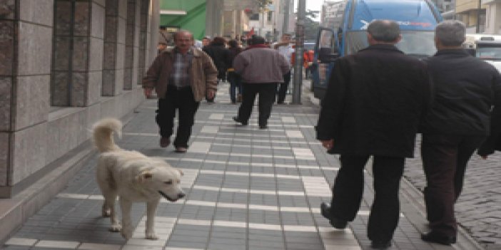 Trabzon'u sokak köpekleri sardı