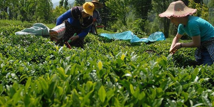 ÇAYKUR 179 bin ton yaş çay aldı