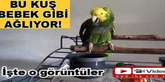 Bu kuş bebek gibi ağlıyor